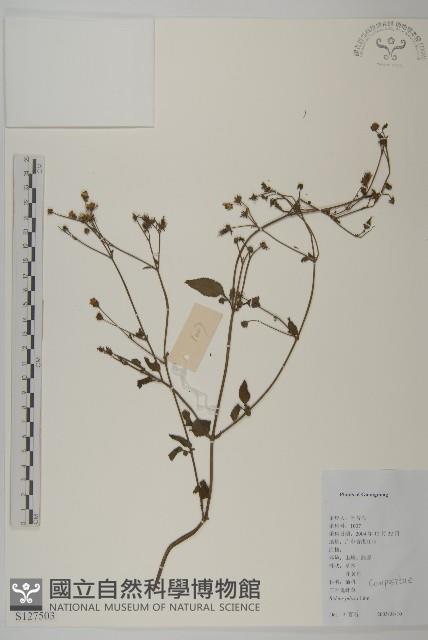 白花鬼針藏品圖，第1張