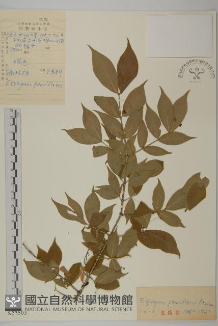 Accession Number:S027503 Collection Image, Figure 1, Total 3 Figures