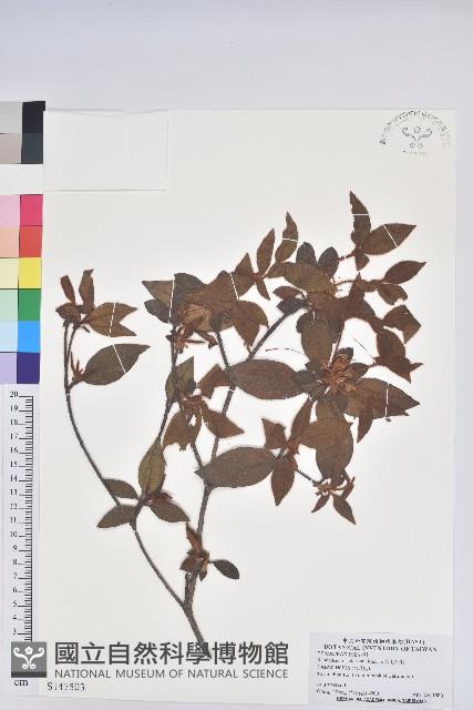 金毛杜鵑藏品圖，第1張