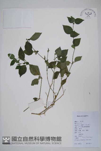 華九頭獅子草藏品圖，第1張