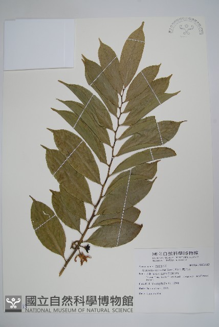 鷹爪花藏品圖，第1張