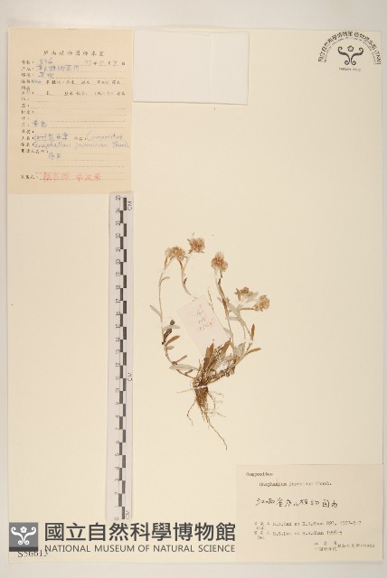 父子草、天青地白藏品圖，第1張