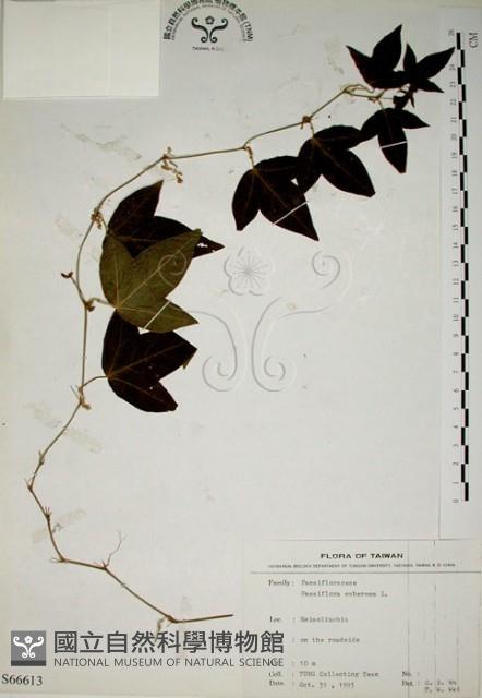 三角葉西番蓮藏品圖，第1張