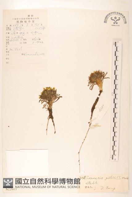 金沙絹毛菊藏品圖，第1張