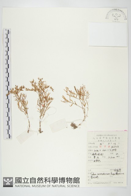垂盆草藏品圖，第1張