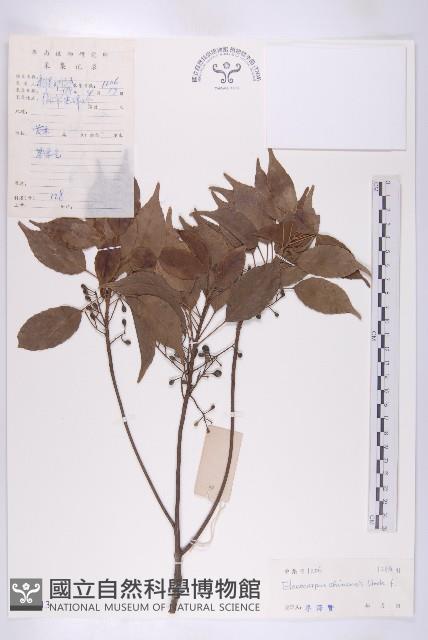 華杜英藏品圖，第1張