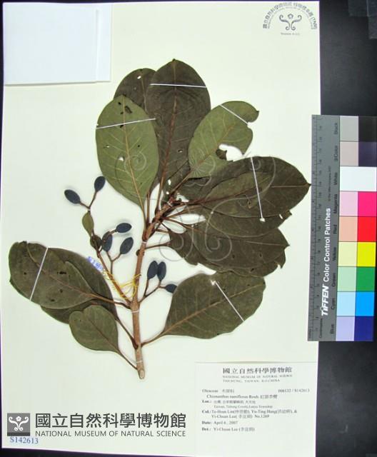 紅頭李欖藏品圖，第1張