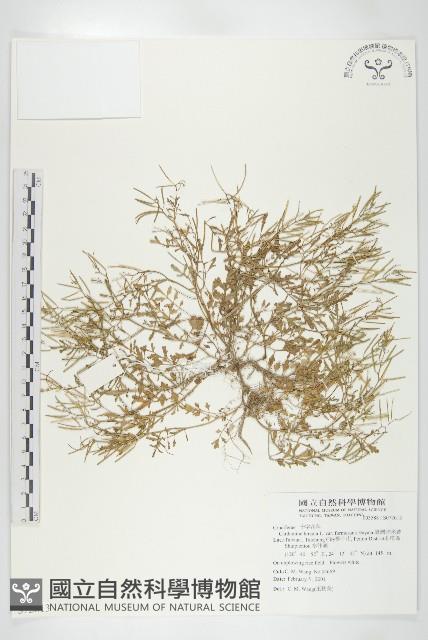 臺灣碎米薺藏品圖，第1張