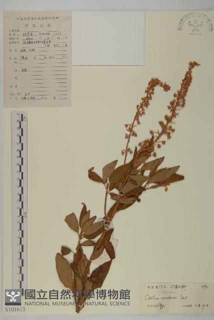 江南山柳藏品圖，第1張