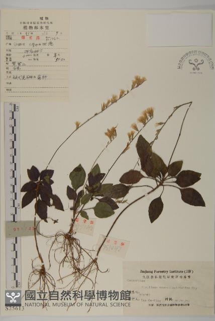 阿里山鬼督郵藏品圖，第1張