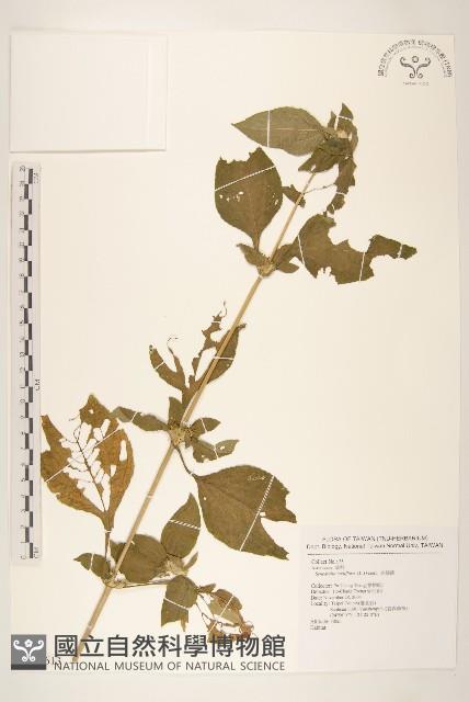 金腰箭藏品圖，第1張