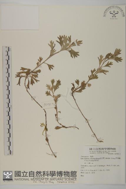 森氏菊藏品圖，第1張