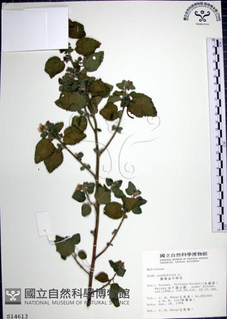 圓葉金午時花藏品圖，第1張