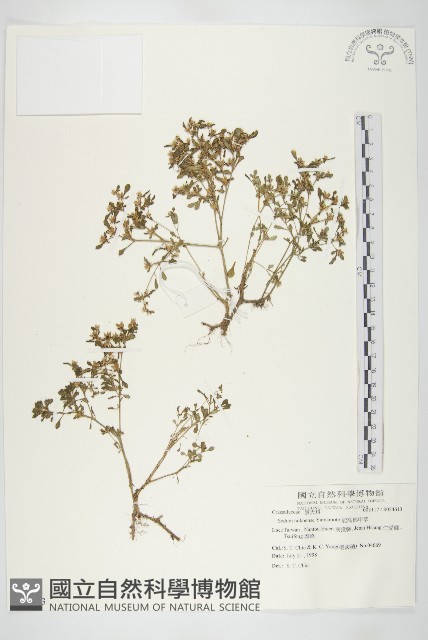 能高佛甲草藏品圖，第1張