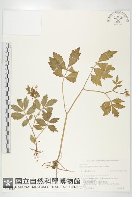 登錄號:S074613藏品圖，第1張