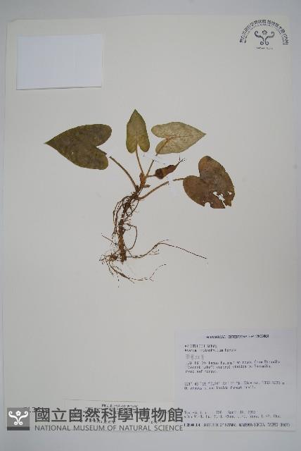 薄葉細辛、尾花細辛藏品圖，第1張