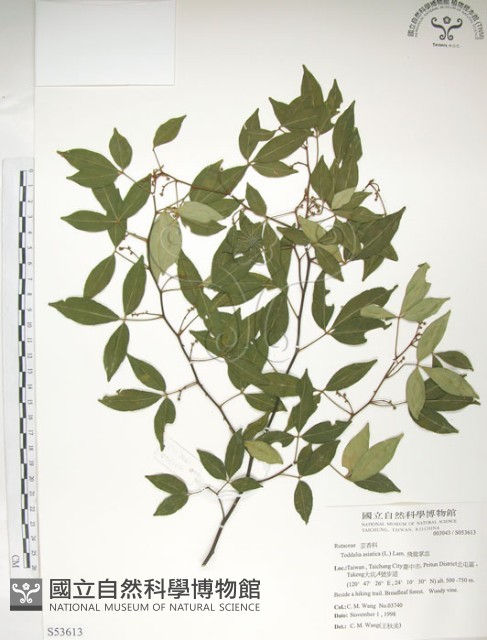 飛龍掌血藏品圖，第1張
