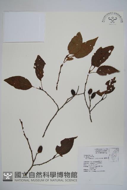 臺灣赤楊、臺灣榿木藏品圖，第1張