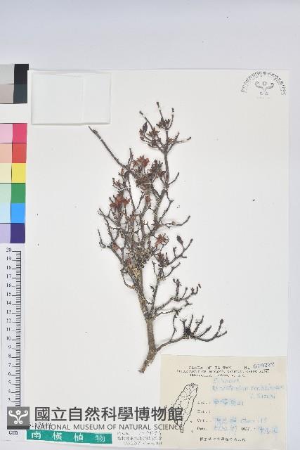 細葉杜鵑、南湖杜鵑、志佳陽杜鵑藏品圖，第1張