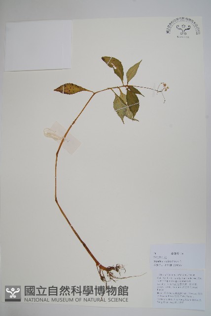 輻射鳳仙花藏品圖，第1張