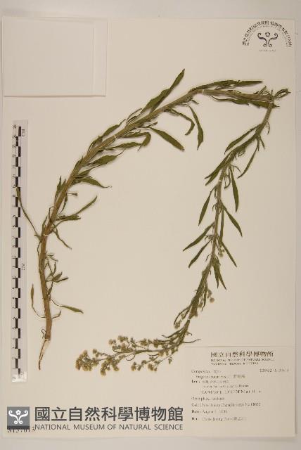 野塘蒿藏品圖，第1張