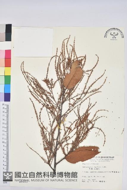 刺栲、鉤栗、火燒柯藏品圖，第1張