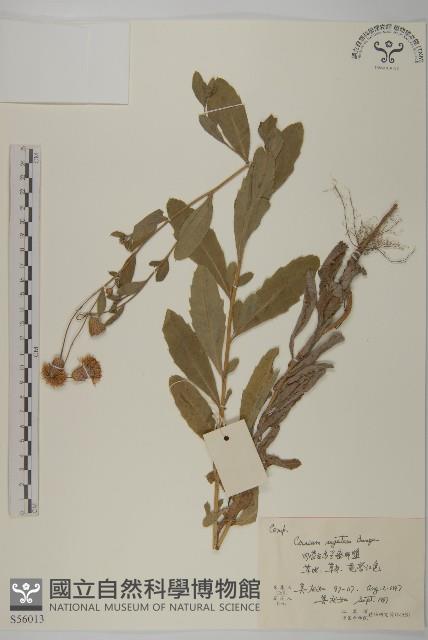 登錄號:S056013藏品圖，第1張