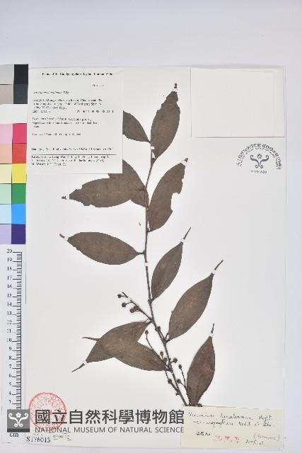 尾葉越橘藏品圖，第1張