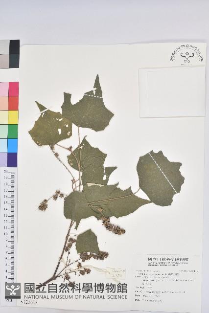 臺灣白匏子藏品圖，第1張