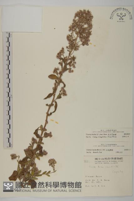 柔毛艾納香藏品圖，第1張