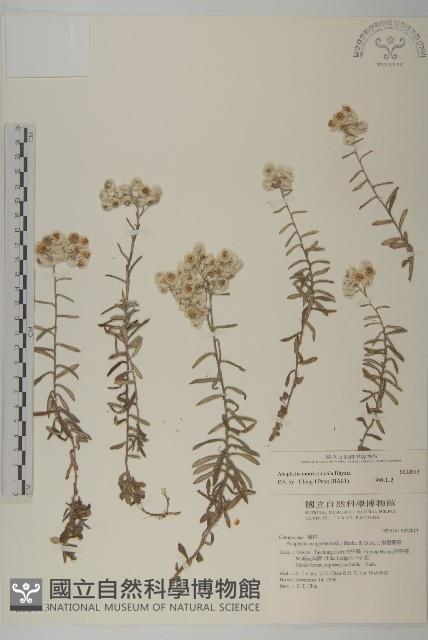 玉山抱莖籟簫藏品圖，第1張