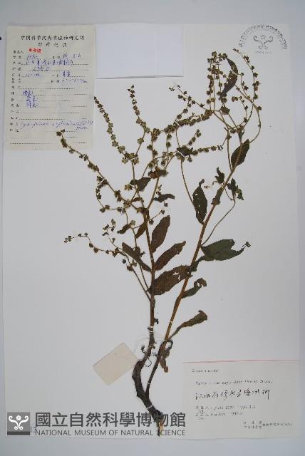 Accession Number:S062013 Collection Image, Figure 1, Total 2 Figures