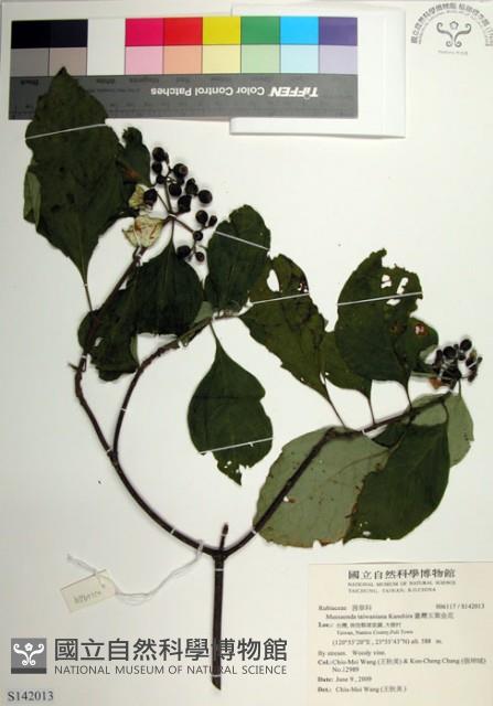 臺灣玉葉金花藏品圖，第1張