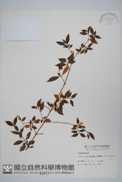 立鶴花藏品圖，第1張