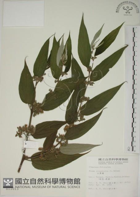 山黃麻藏品圖，第1張