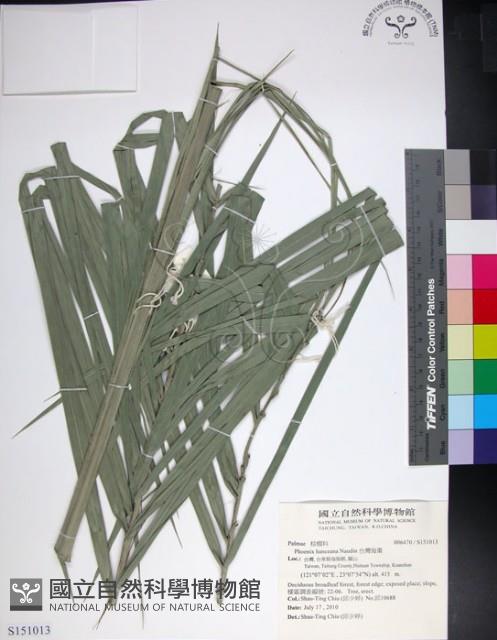 台灣海棗藏品圖，第1張