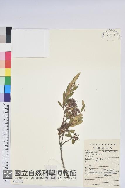 照白杜鵑藏品圖，第1張