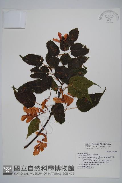 大屯尖葉槭, 川上氏槭藏品圖，第1張