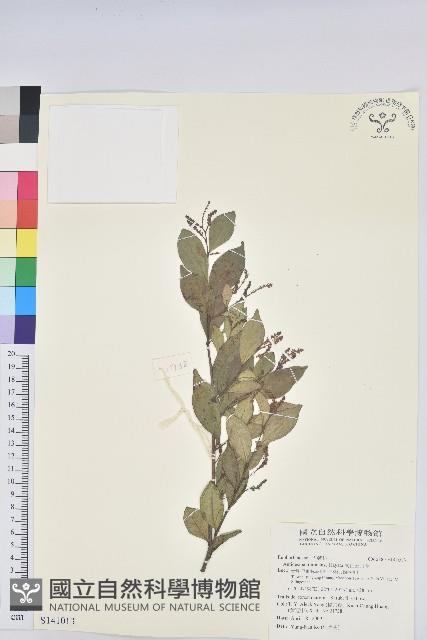 南仁五月茶藏品圖，第1張