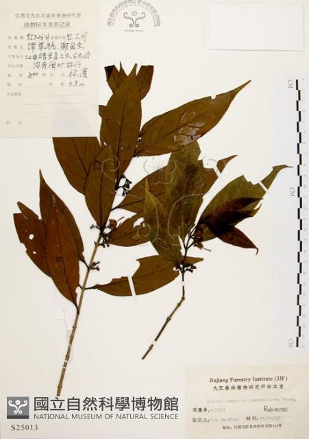 茜草樹藏品圖，第1張