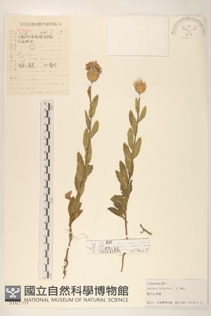 黃穎莎草藏品圖，第1張