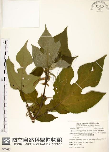 構樹藏品圖，第1張