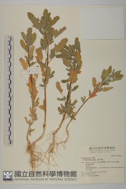 藜、灰藜藏品圖，第1張