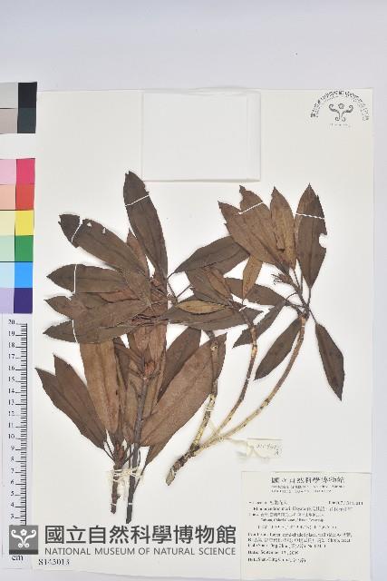 森氏杜鵑、森氏滿江紅藏品圖，第1張