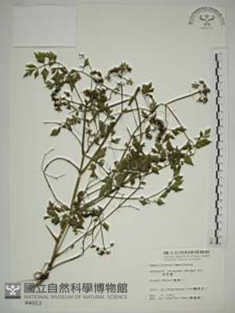 水芹菜藏品圖，第1張
