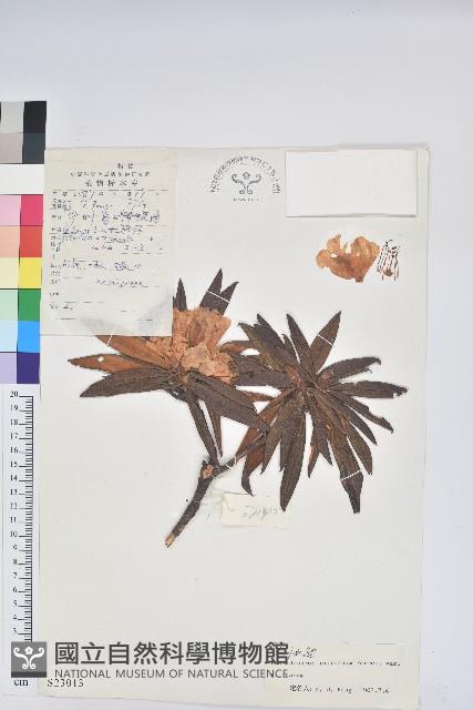 卷葉杜鵑藏品圖，第1張