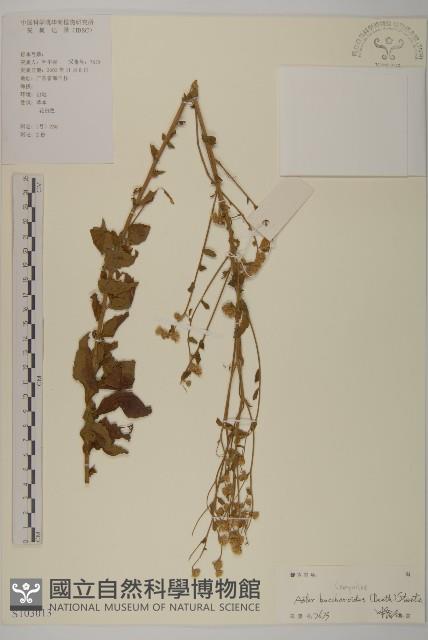 白舌紫菀藏品圖，第1張