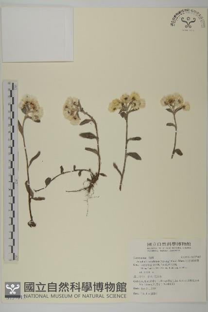 尼泊爾籟簫藏品圖，第1張