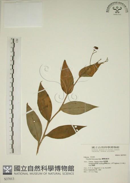 臺灣油點草藏品圖，第1張