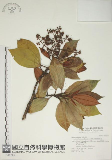 大野牡丹藏品圖，第1張